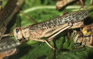 Просо как защиту от саранчи можно высаживать по периметру весной или летом