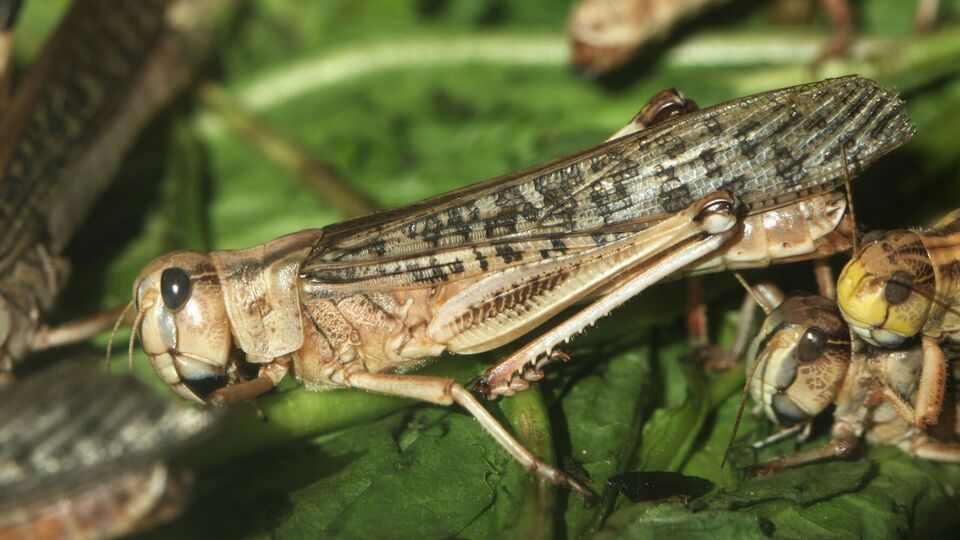 Просо как защиту от саранчи можно высаживать по периметру весной или летом