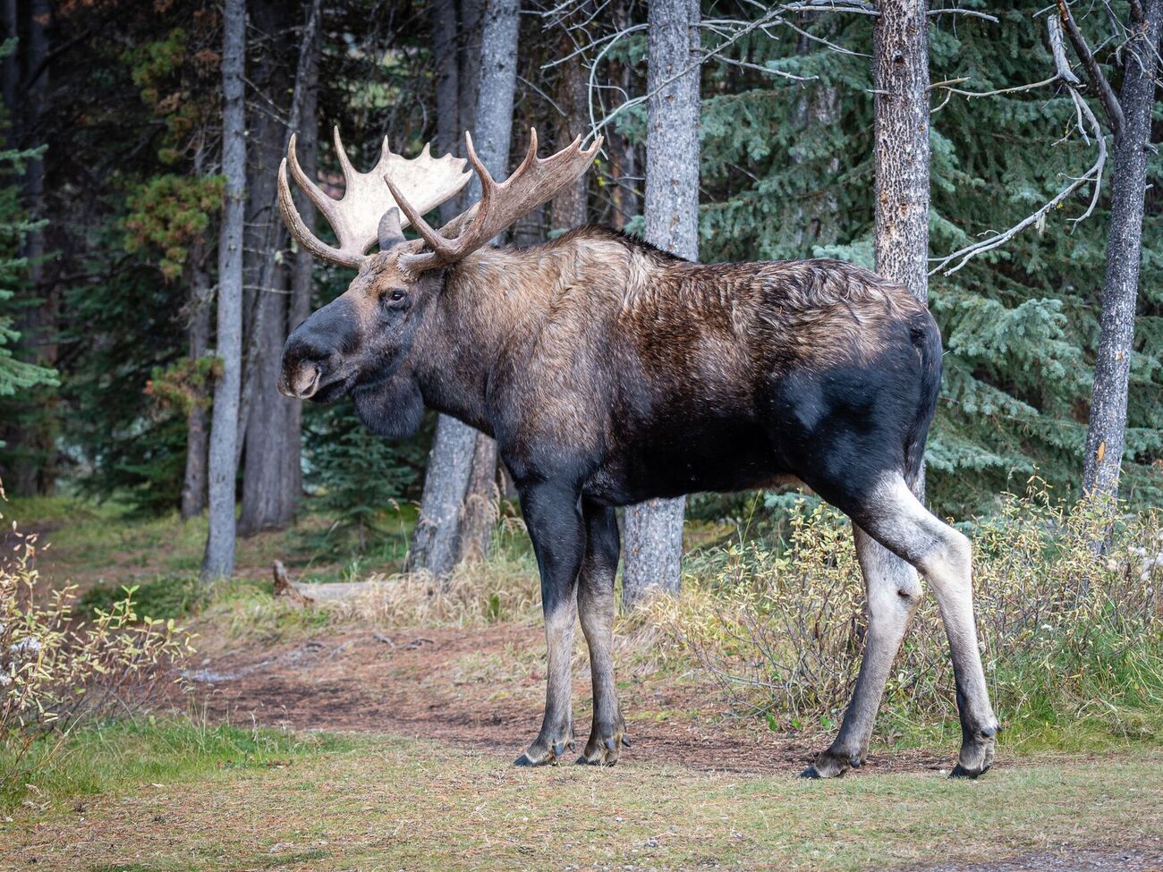 Через лося закрили популярний туристичний маршрут