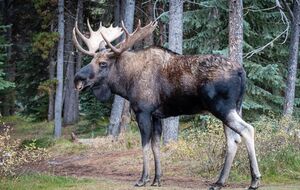 Через лося закрили популярний туристичний маршрут