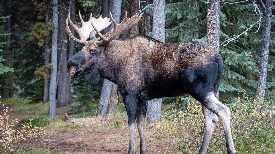 Из-за лося закрыли популярный туристический маршрут