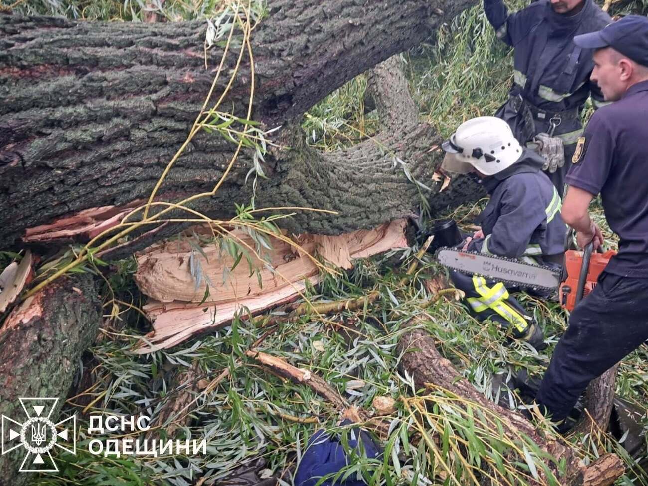 Спасатели достали из-под дерева четырех человек