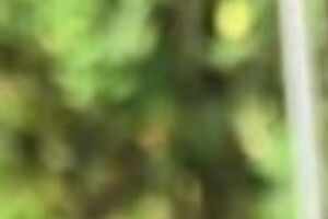 Для закуски знадобиться два кабачки