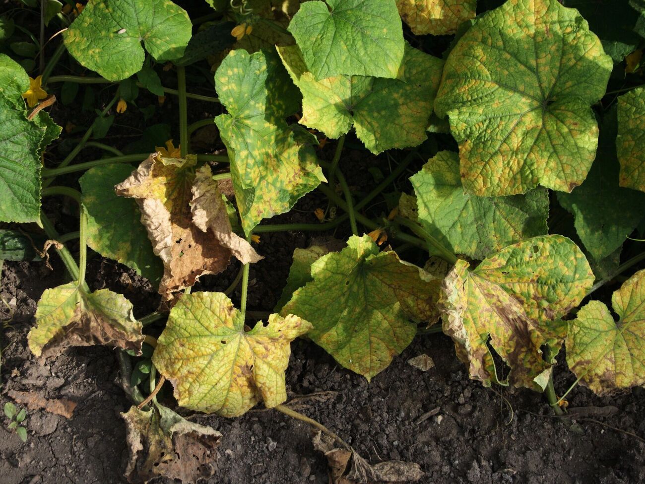 Если не противодействовать мучнистой росе, урожай огурцов можно потерять