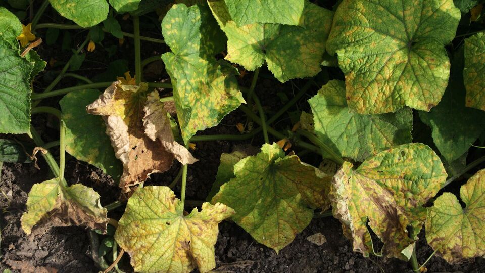 Если не противодействовать мучнистой росе, урожай огурцов можно потерять