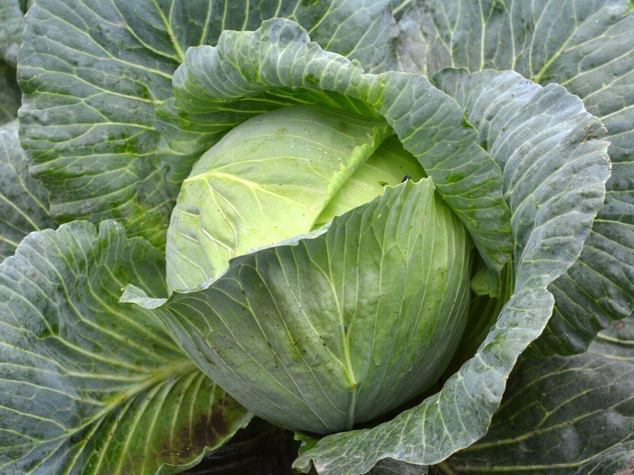 Кочанам нужна умеренная подкормка