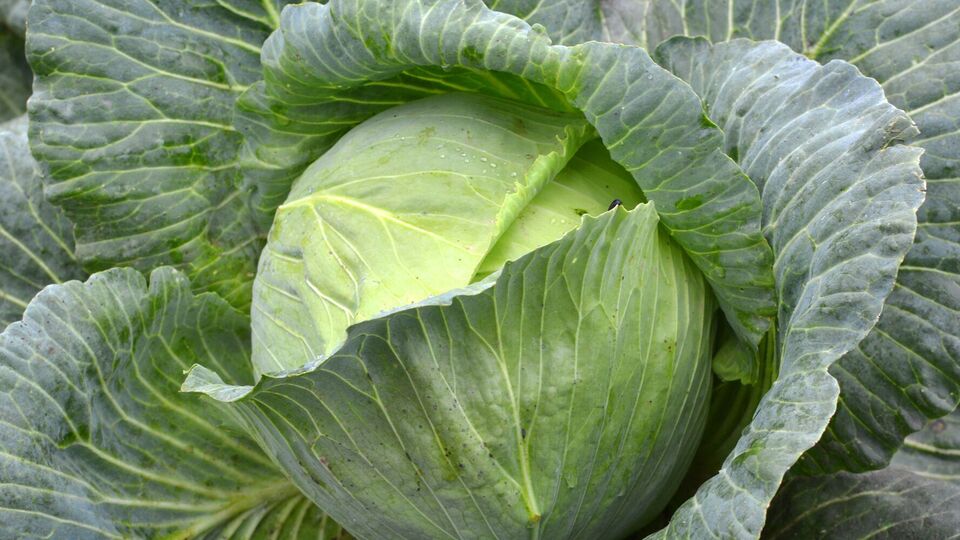 Кочанам нужна умеренная подкормка