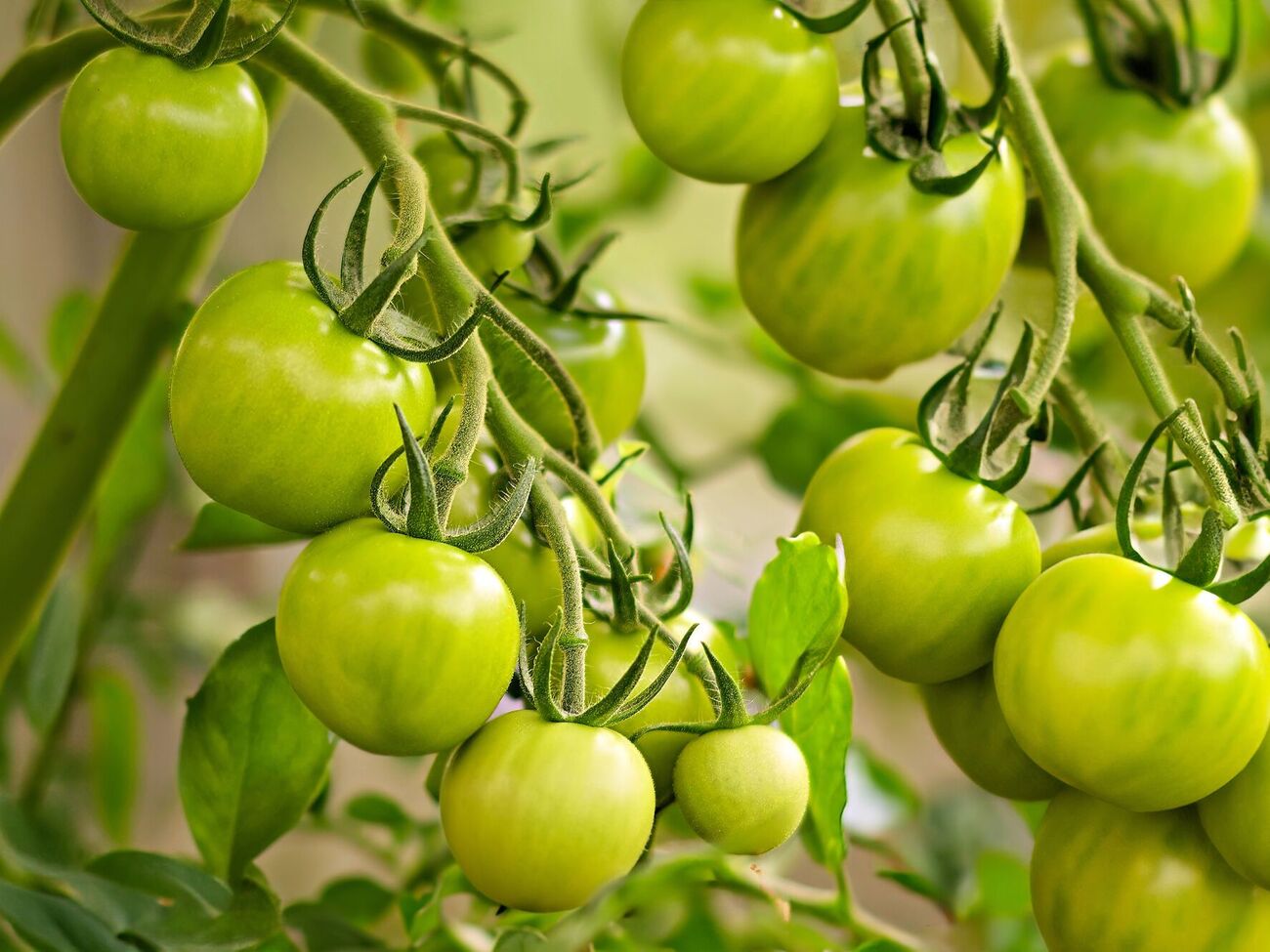 Цьогоріч помідори червоніють пізно