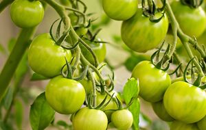 В этом году помидоры краснеют поздно