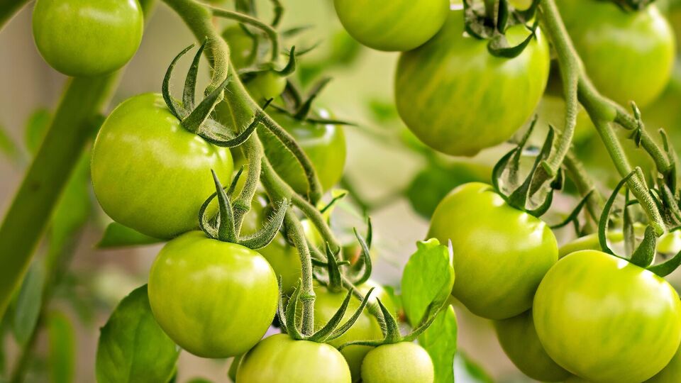 В этом году помидоры краснеют поздно