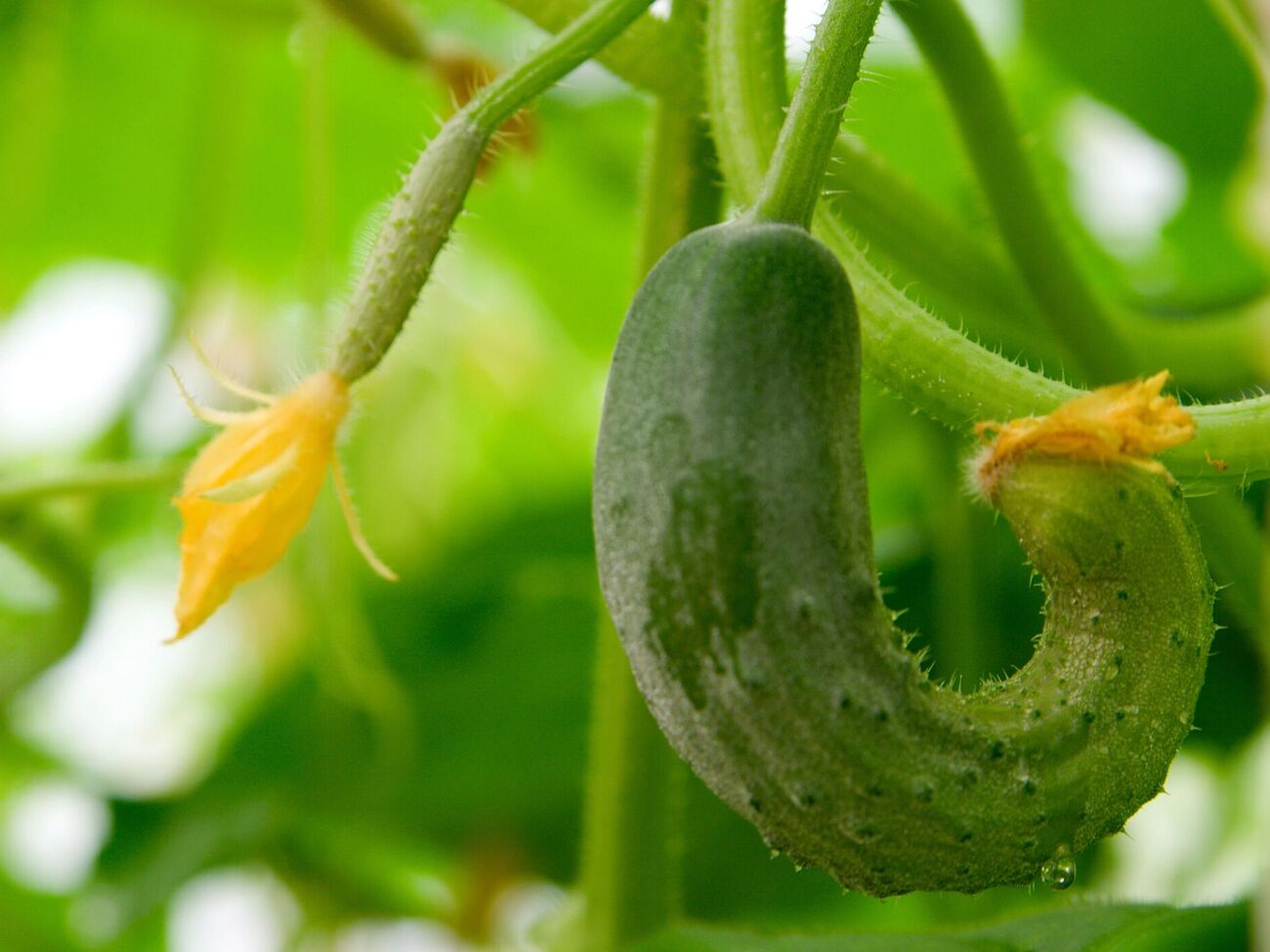 Огурцам в форме груши не хватает калия