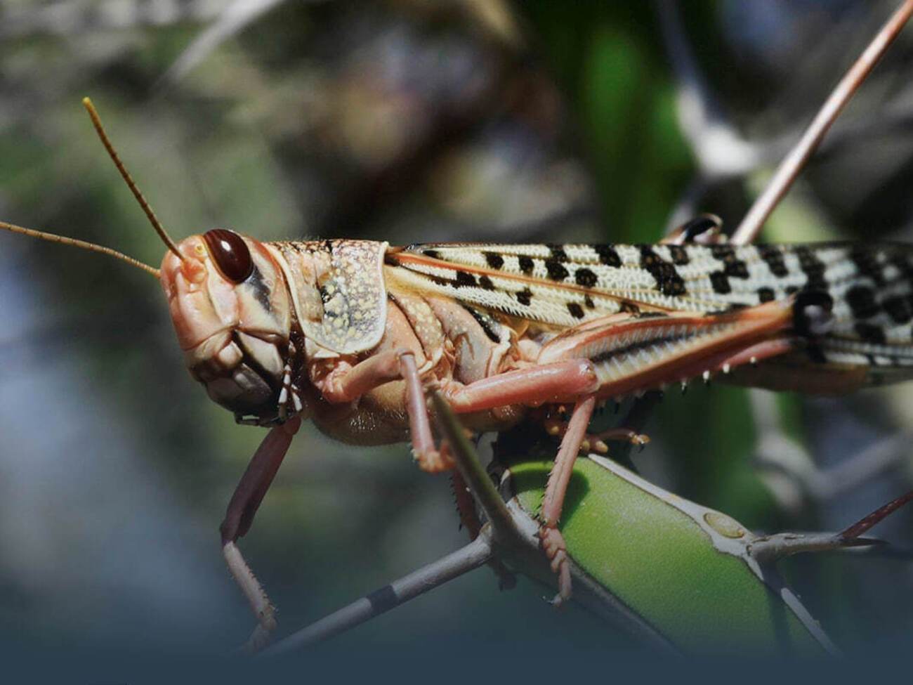 Пушкар: В Ізраїлі навіть навчилися консервувати сарану і продавати її