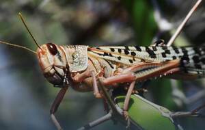 Пушкарь: В Израиле даже научились консервировать саранчу и продавать ее