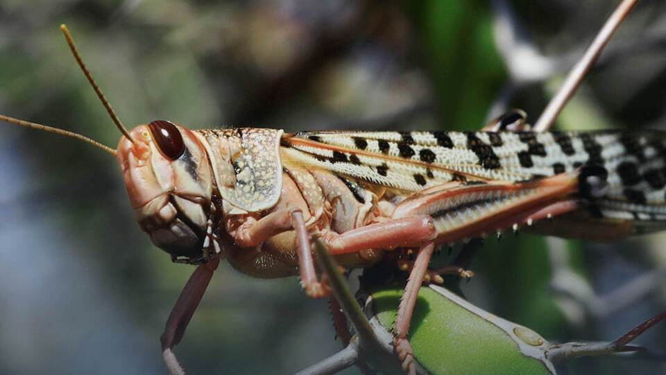 Пушкарь: В Израиле даже научились консервировать саранчу и продавать ее