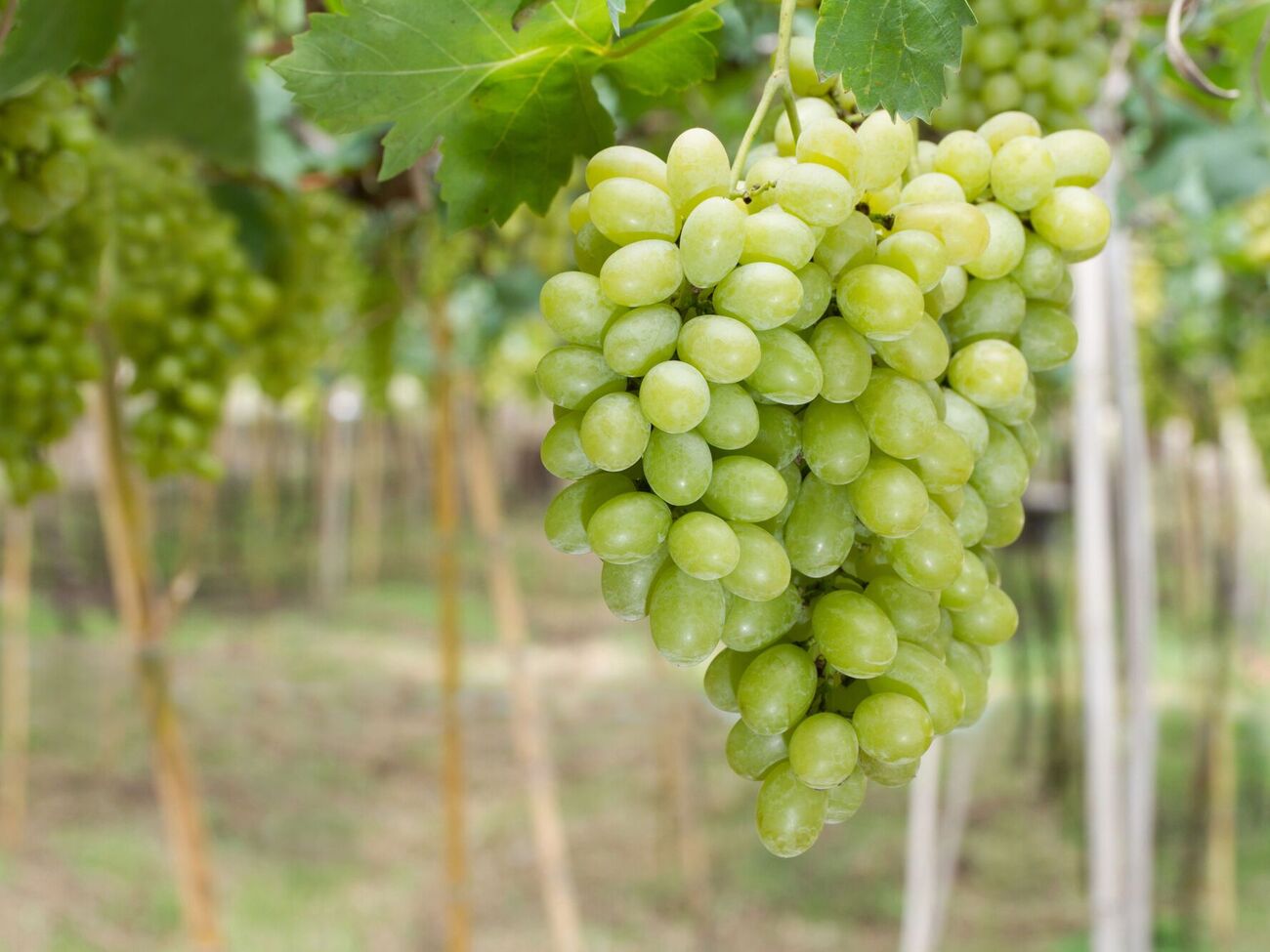 Своевременная подкормка значительно улучшит урожай