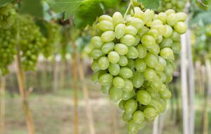 Своевременная подкормка значительно улучшит урожай