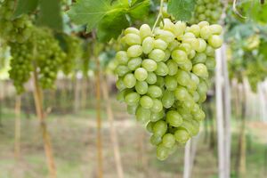 Своевременная подкормка значительно улучшит урожай