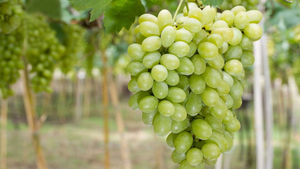 Своевременная подкормка значительно улучшит урожай