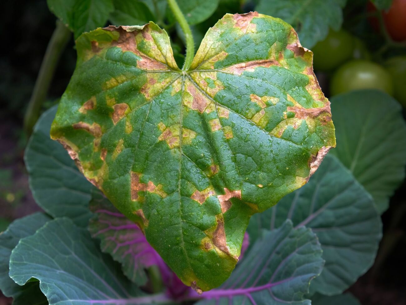 Пожелтение листьев является сигналом, что нужно спасать огурцы