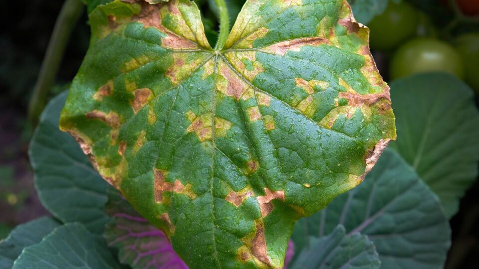 Пожелтение листьев является сигналом, что нужно спасать огурцы