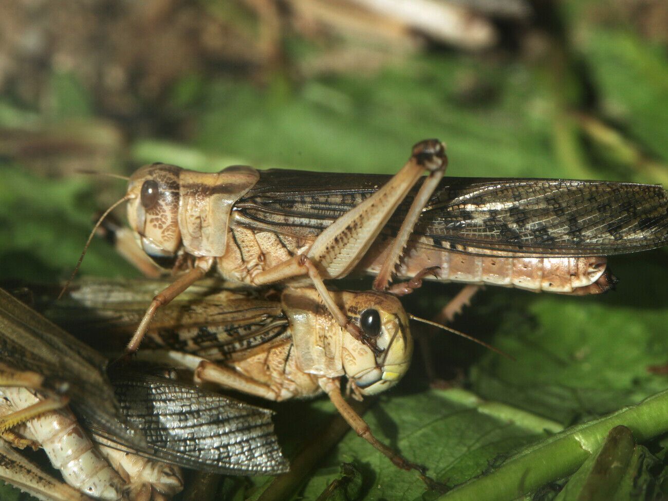 Сарана є великою небезпекою для врожаю