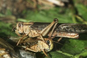 Саранча представляет большую опасность для урожая