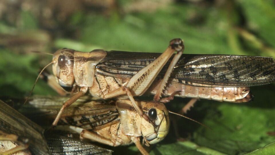 Саранча представляет большую опасность для урожая