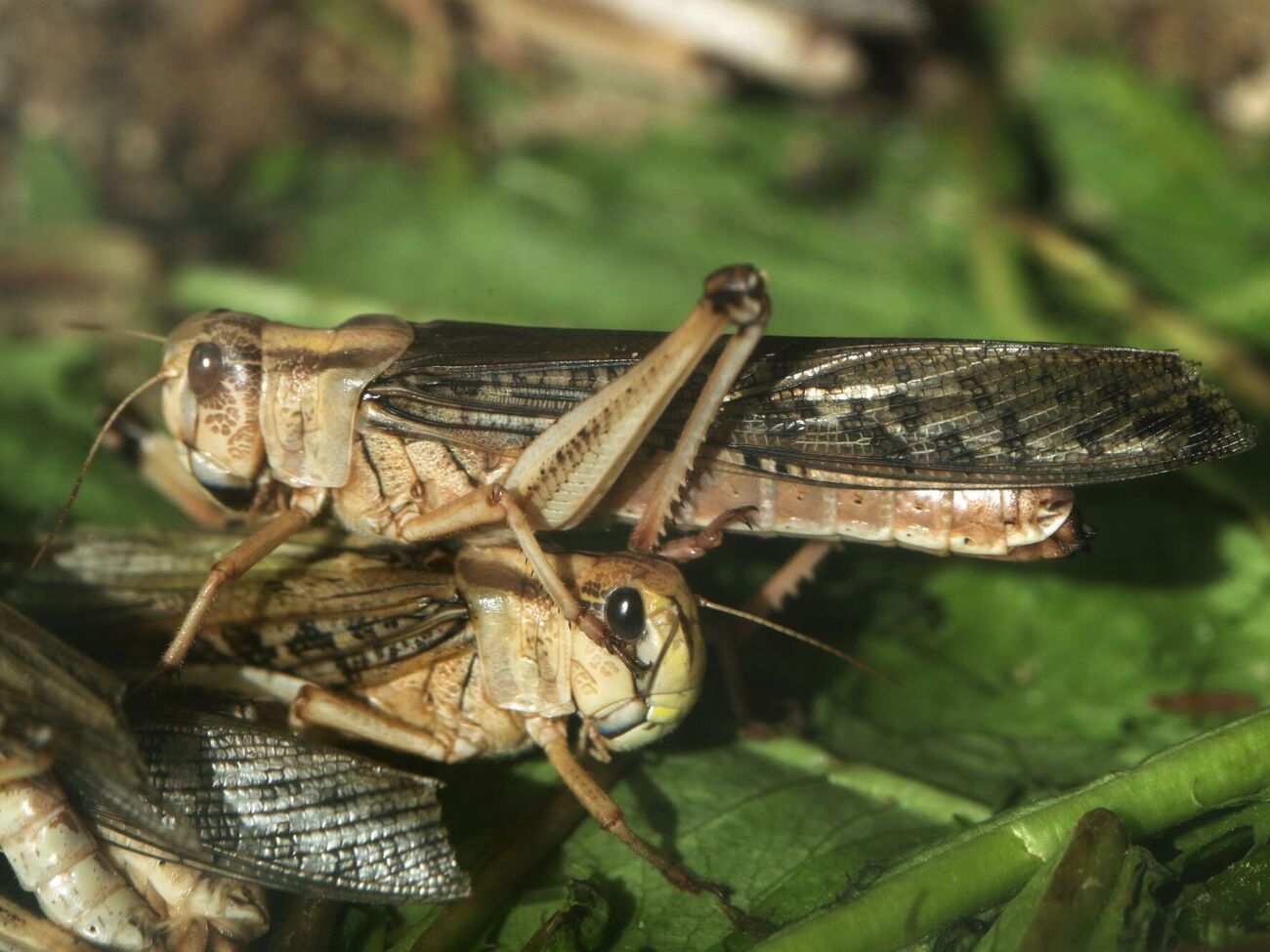 Масове розмноження сарани в Україні – це наслідок високої температури й посушливої погоди