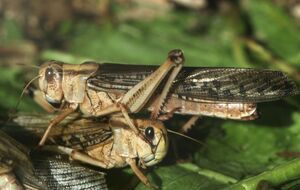 Массовое размножение саранчи в Украине вызвано высокой температурой и засушливой погодой