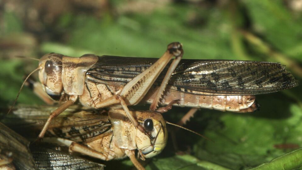 Массовое размножение саранчи в Украине вызвано высокой температурой и засушливой погодой