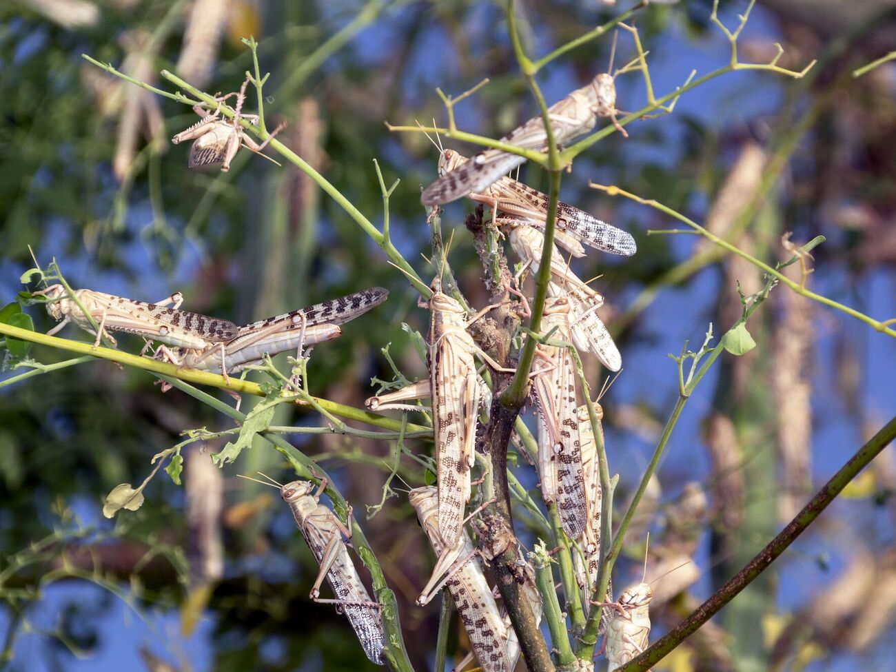 Сарана є небезпечним шкідником
