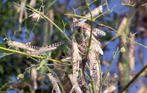 Саранча является опасным вредителем