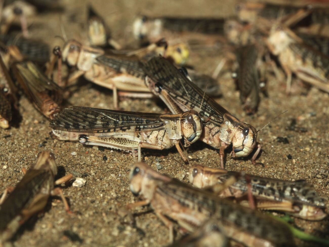 Фахівці із прямокрилих зазначають, що спалахи чисельності сарани зазвичай збігаються з піковими роками 11-річних циклів сонячної активності