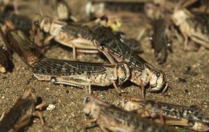 Специалисты по прямокрылым отмечают, что вспышки численности саранчи обычно совпадают с пиковыми годами 11-летних циклов солнечной активности