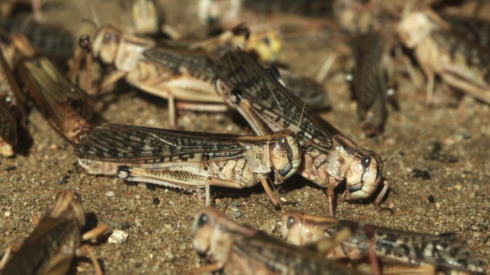 Фахівці із прямокрилих зазначають, що спалахи чисельності сарани зазвичай збігаються з піковими роками 11-річних циклів сонячної активності
