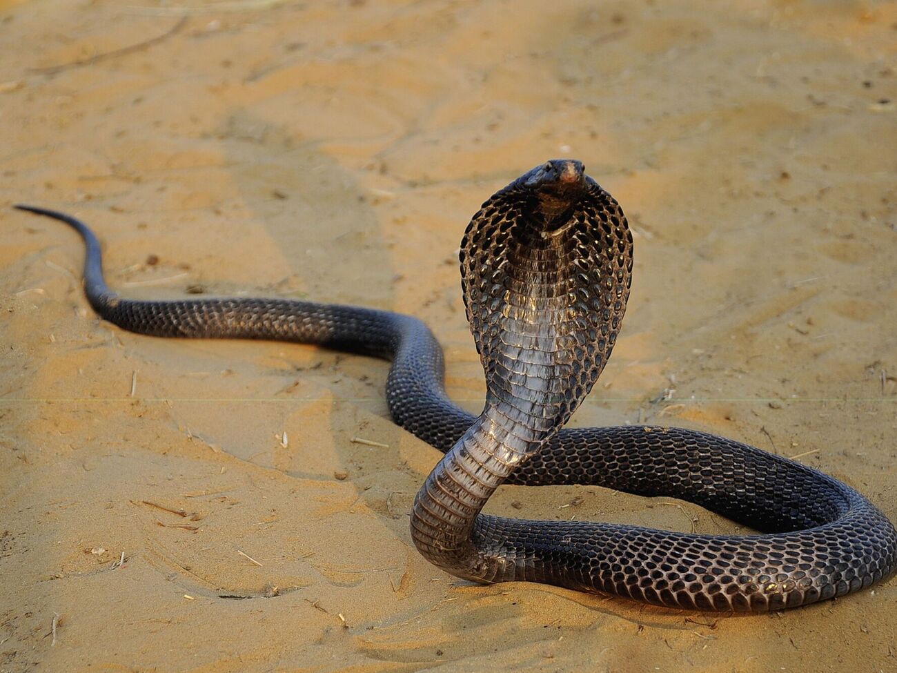 Малыш потерял сознание после того, как покусал кобру