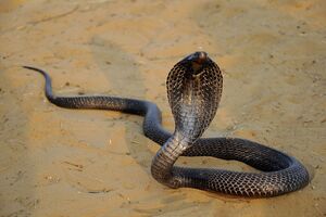 Малыш потерял сознание после того, как покусал кобру