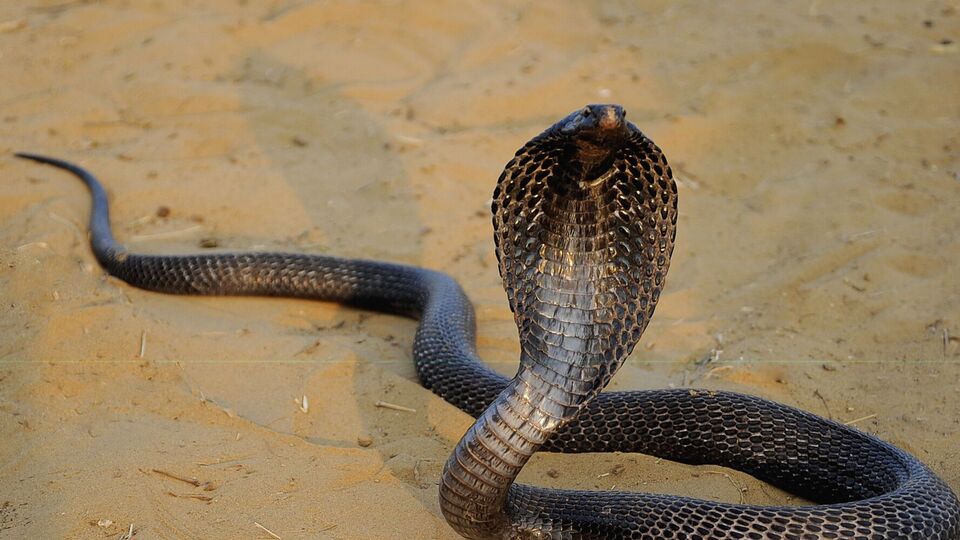 Малыш потерял сознание после того, как покусал кобру