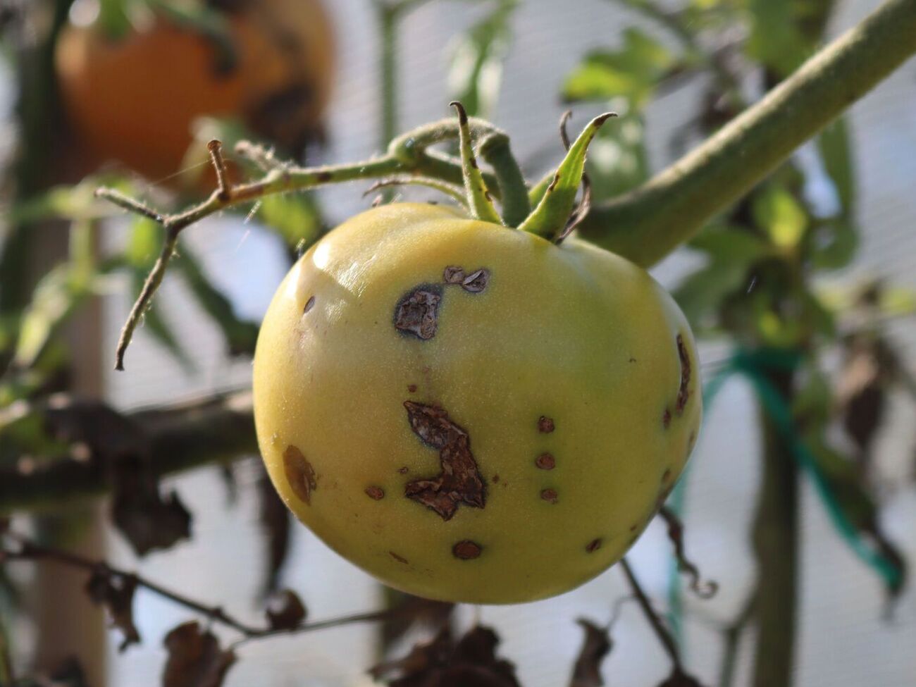 Правильно подобранное удобрение поможет следующим овощам уродить красивыми и без пятен