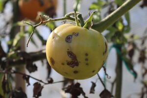 Правильно подобранное удобрение поможет следующим овощам уродить красивыми и без пятен