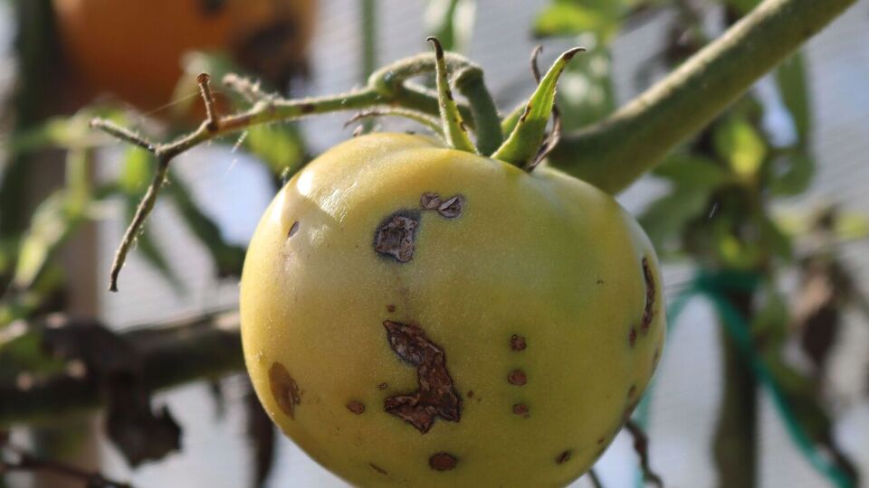 Правильно подобранное удобрение поможет следующим овощам уродить красивыми и без пятен