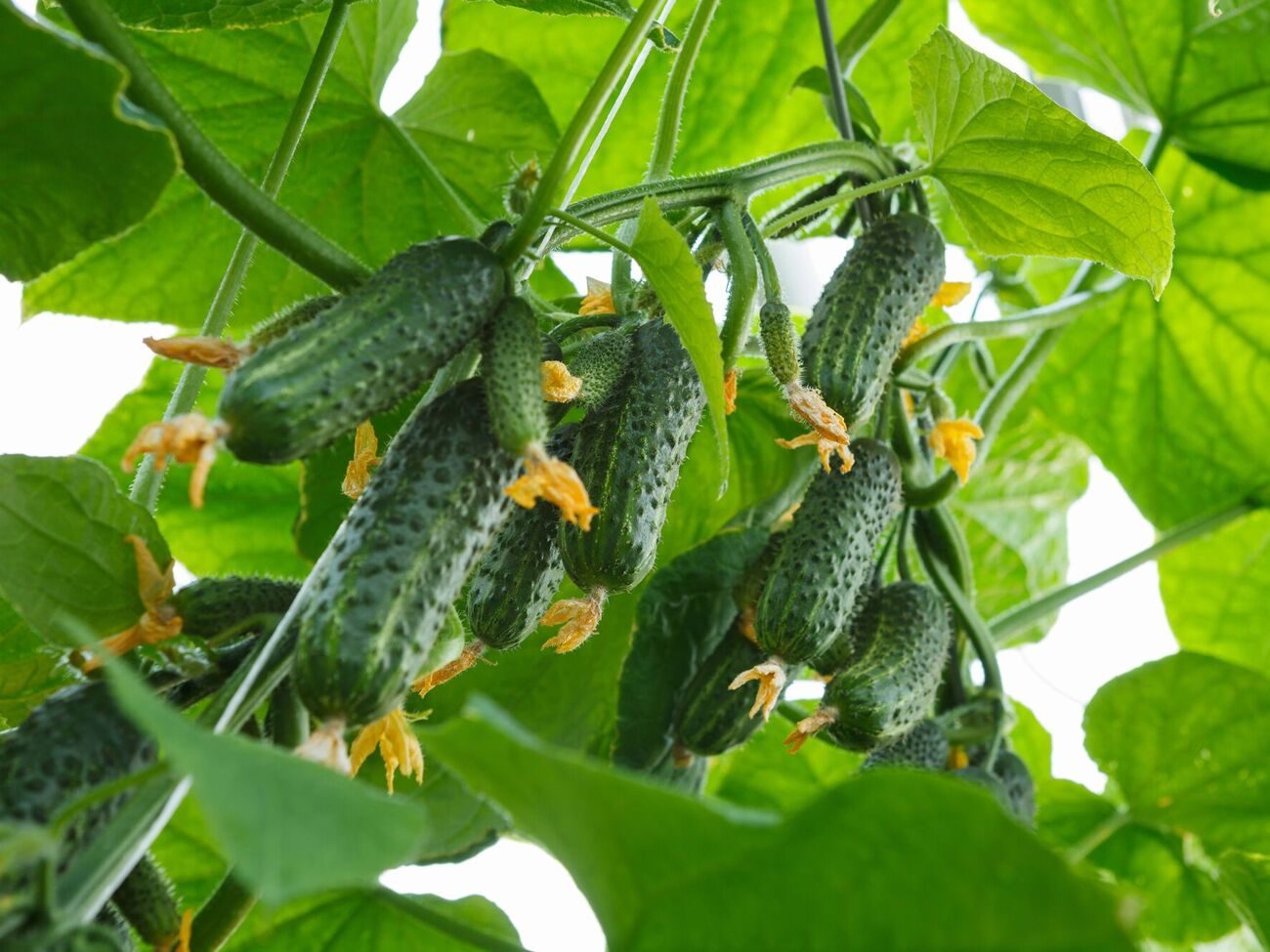 По словам огородника, когда стебель огурца вырастет на 1 м, следует остановить его рост