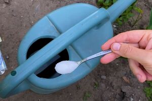 10 л подкормки хватает примерно на 2 м² свеклы