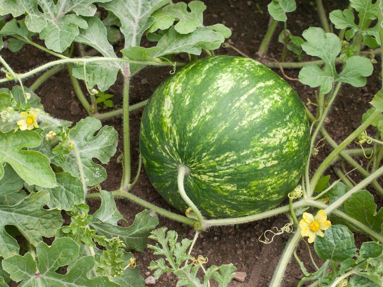Арбузы вырастут огромными