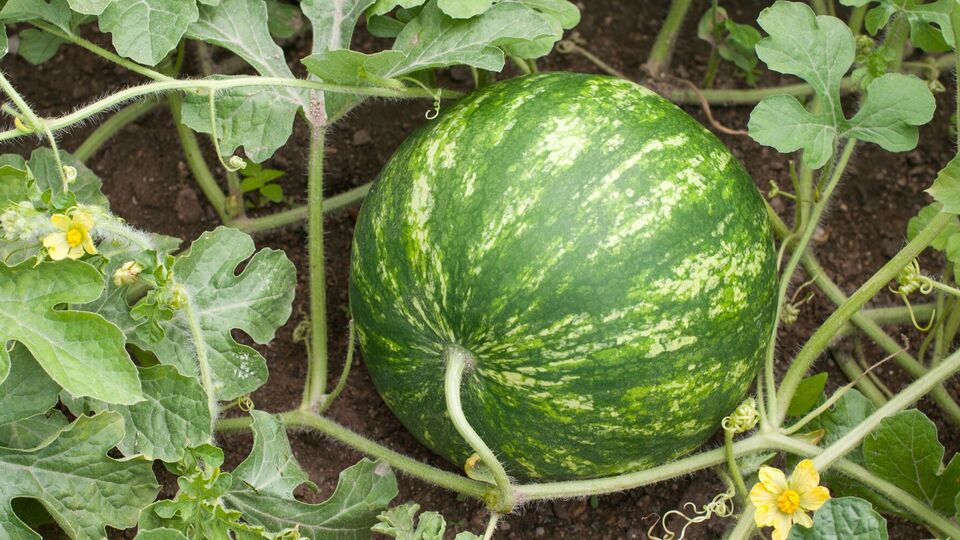 Арбузы вырастут огромными