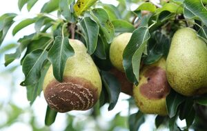 Пораженные монилиозом плоды нужно сразу удалять