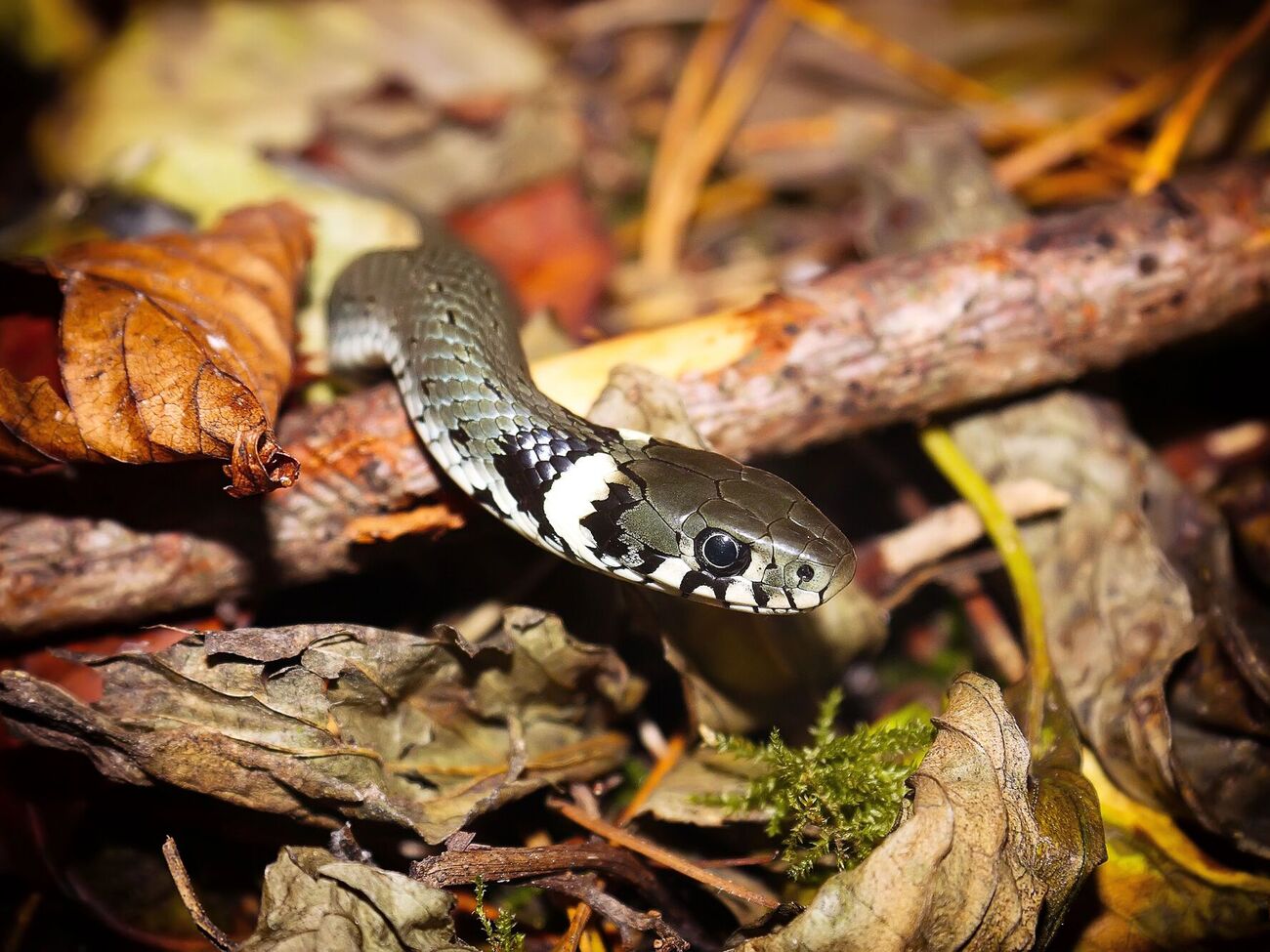 Медики назвали область, де зафіксували найбільше укусів змій