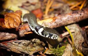 Медики назвали область, де зафіксували найбільше укусів змій