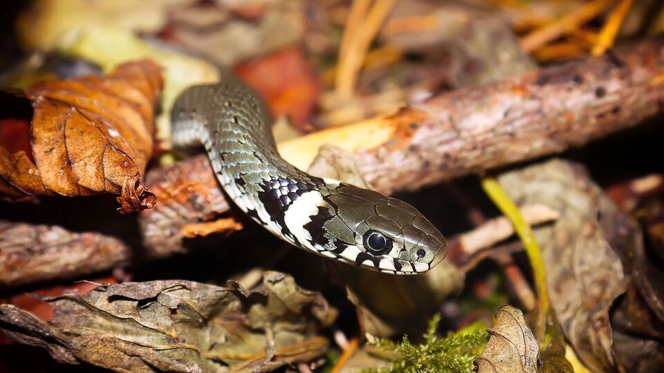 Медики назвали область, где зафиксировали больше всего укусов змей