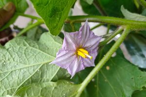 Настій підійде, зокрема, для баклажанів